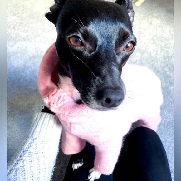 Meet your Posher, Willow - Picture 1 of 1